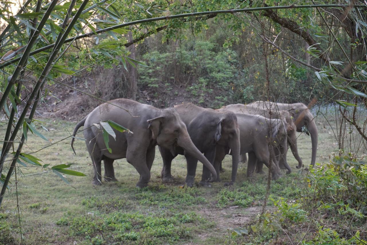 Tiger Tops Tharu Lodge Chitwan Esterno foto
