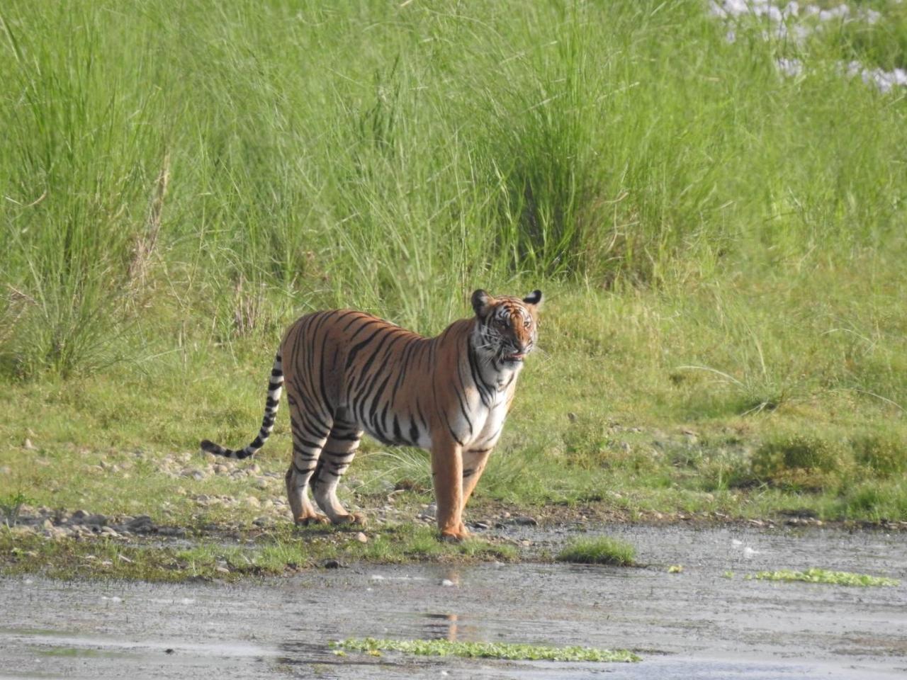 Tiger Tops Tharu Lodge Chitwan Esterno foto