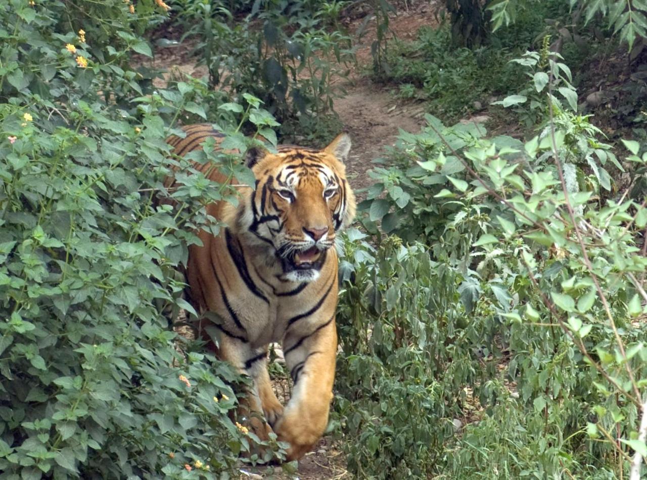 Tiger Tops Tharu Lodge Chitwan Esterno foto